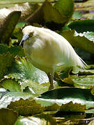 Malagasy Pond Heron