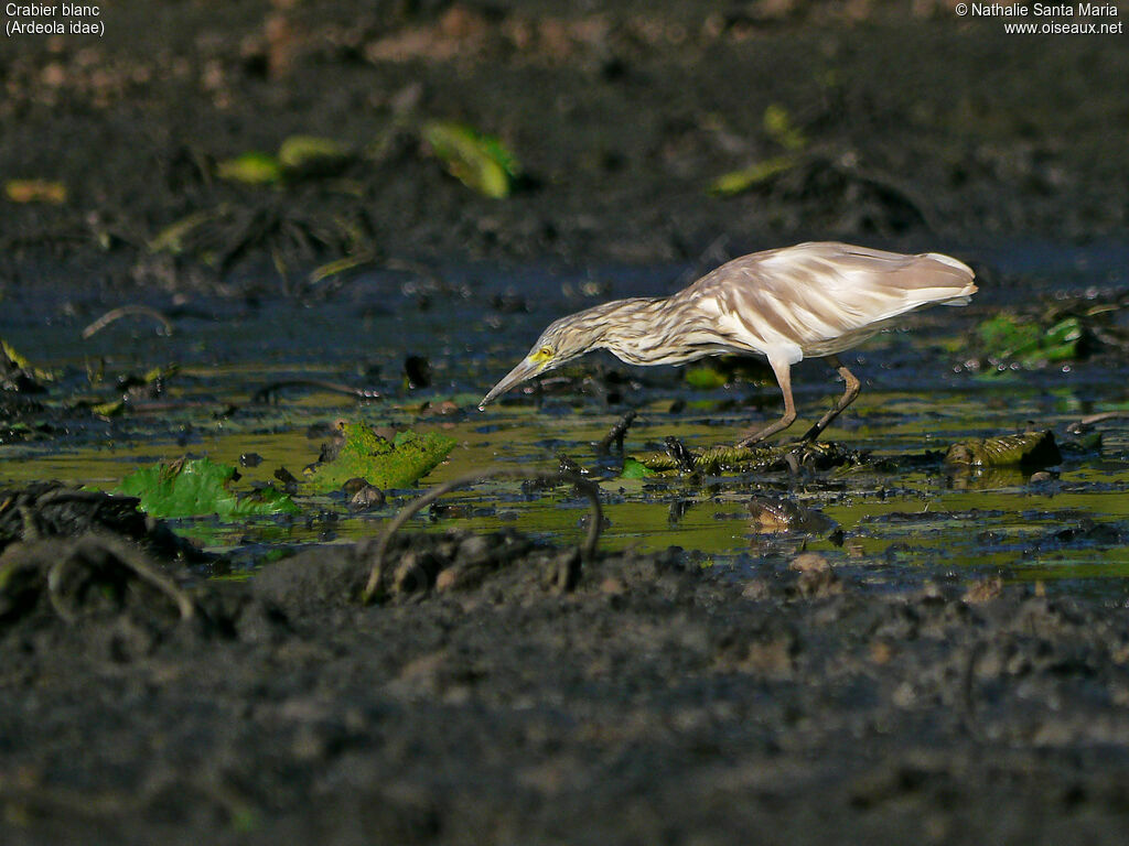 Crabier blancadulte transition, identification, habitat, marche, pêche/chasse