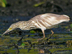 Malagasy Pond Heron