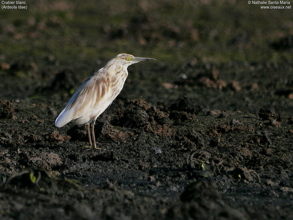 Malagasy Pond Heronadult transition, identification