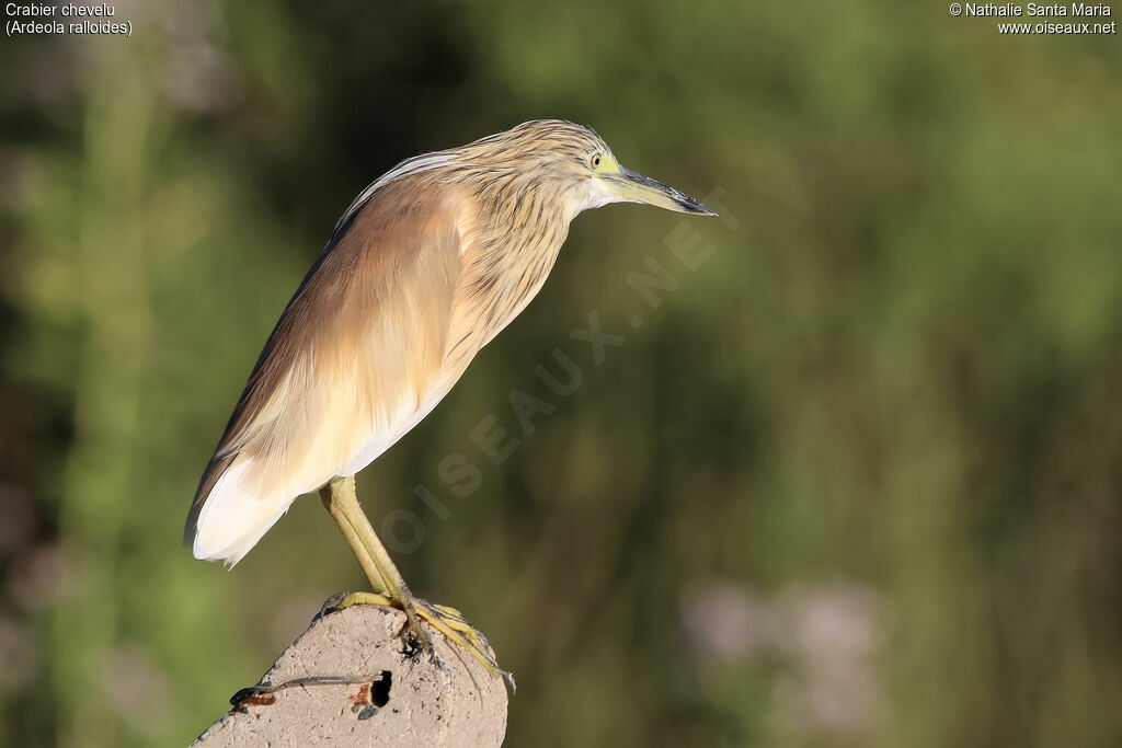 Squacco Heronadult breeding, Behaviour