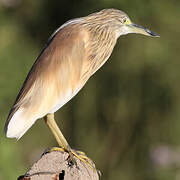 Squacco Heron