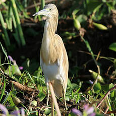 Crabier chevelu