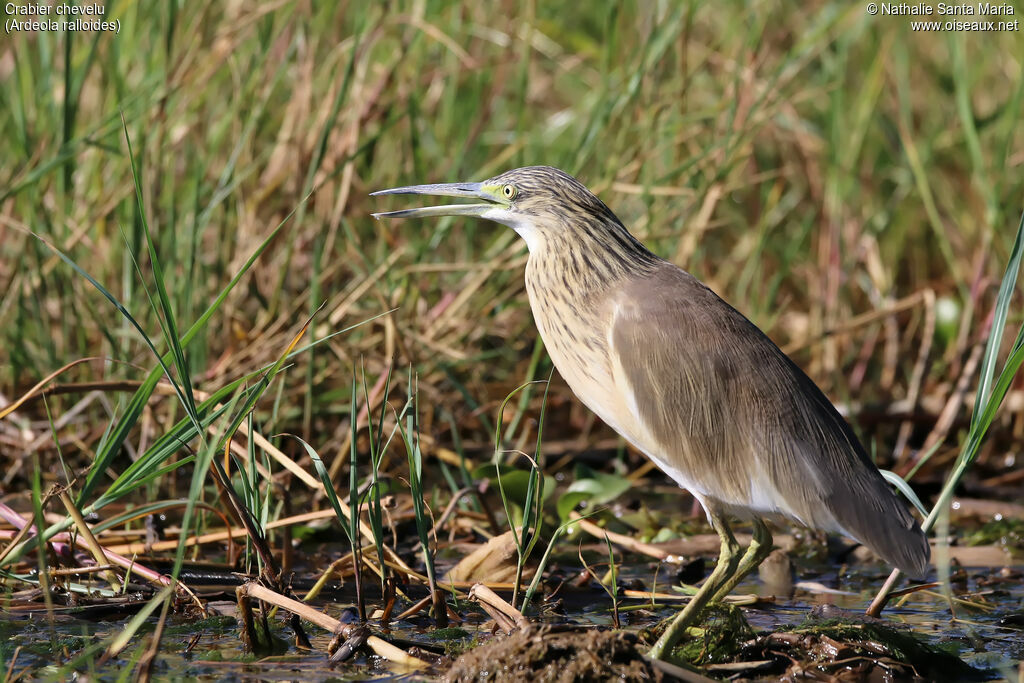 Squacco Heronadult post breeding, identification, walking