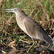 Crabier chevelu