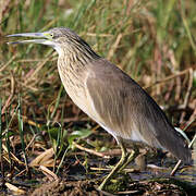 Squacco Heron