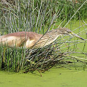 Squacco Heron