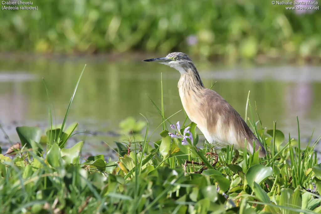 Squacco Heronadult, identification, habitat