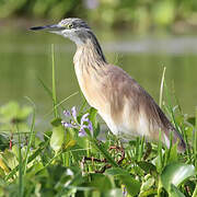 Squacco Heron