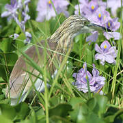 Squacco Heron