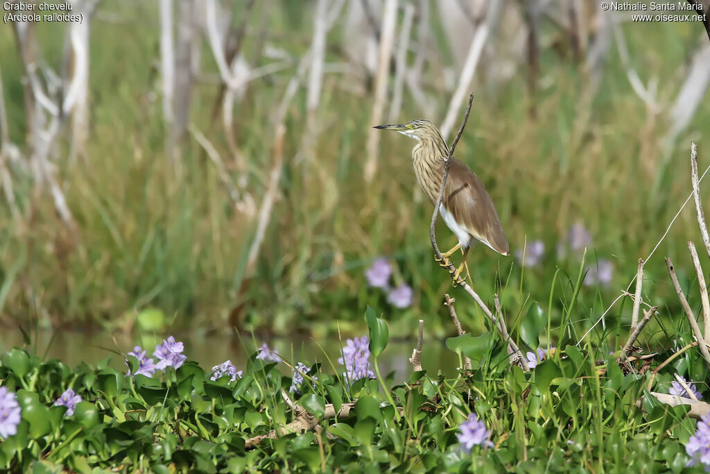 Crabier cheveluadulte, identification, habitat