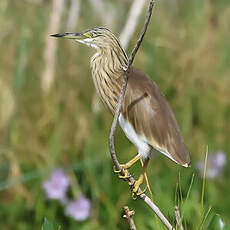 Crabier chevelu