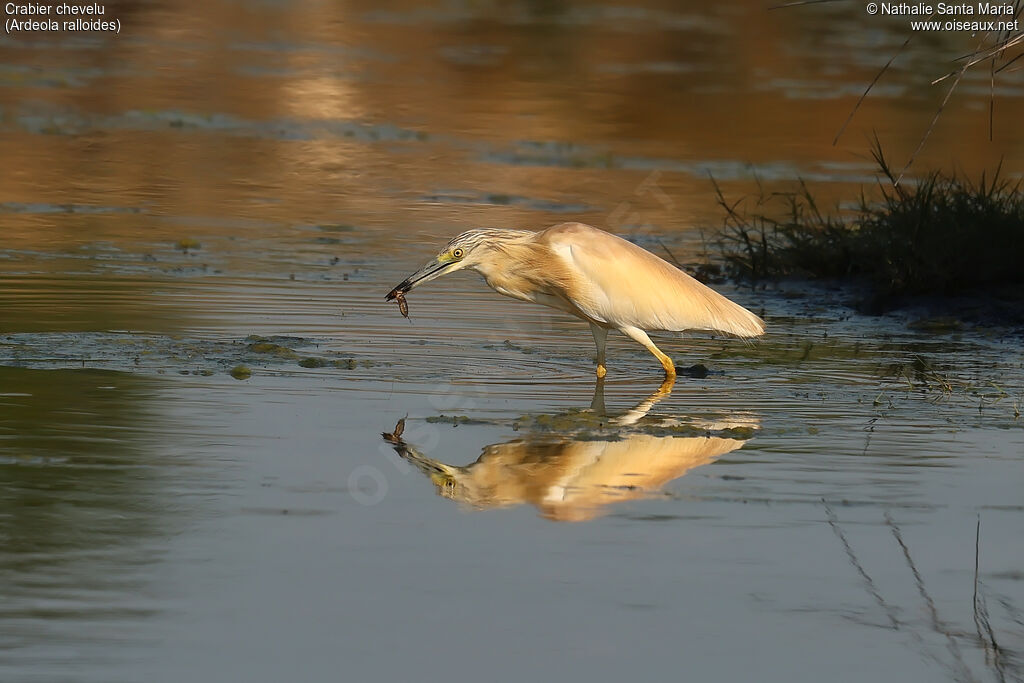 Crabier chevelu adulte, identification, régime, mange