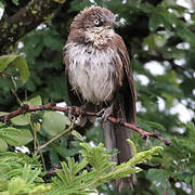 Northern Pied Babbler