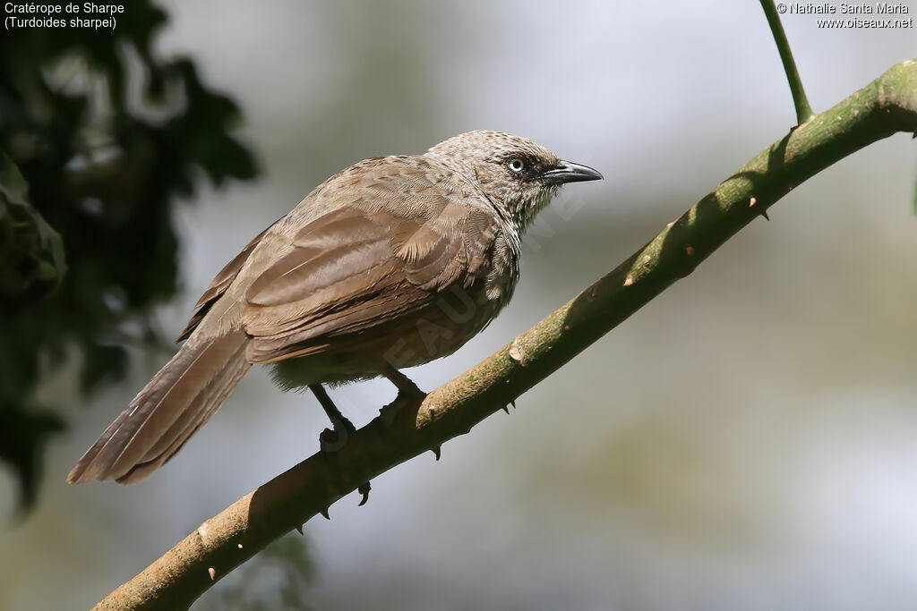 Cratérope de Sharpeadulte, identification