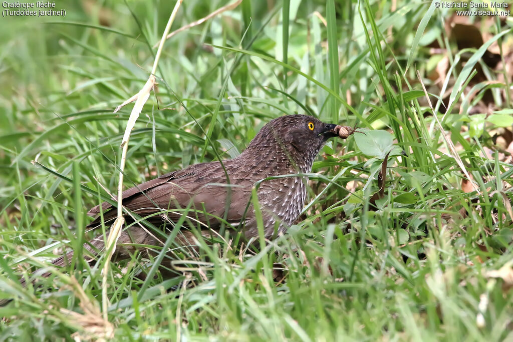 Arrow-marked Babbleradult, identification, habitat, feeding habits