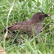 Arrow-marked Babbler
