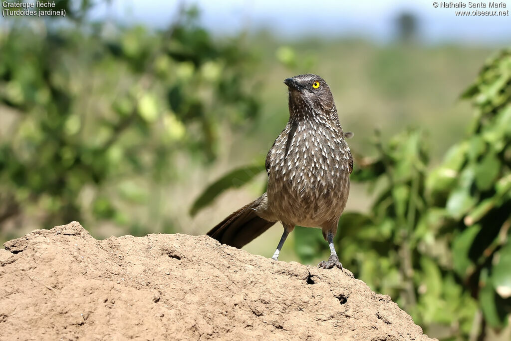 Arrow-marked Babbleradult, identification, habitat, Behaviour