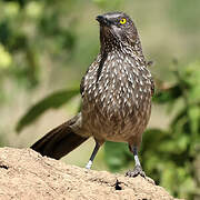 Arrow-marked Babbler