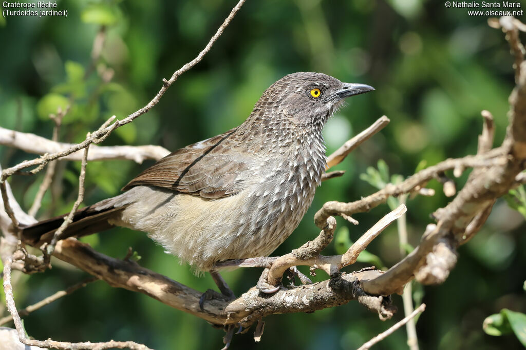 Arrow-marked Babbleradult, identification, Behaviour