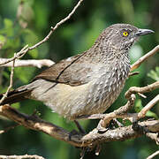 Arrow-marked Babbler