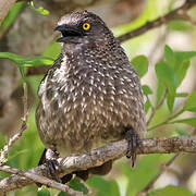 Arrow-marked Babbler