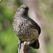 Arrow-marked Babbler