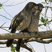 Arrow-marked Babbler