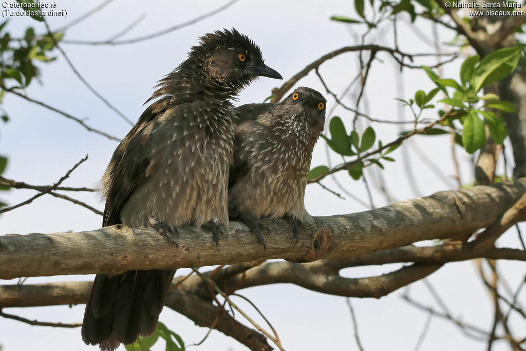 Arrow-marked Babbleradult, identification, habitat, Behaviour