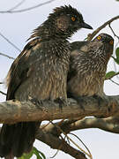 Arrow-marked Babbler