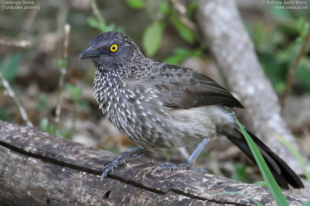 Arrow-marked Babbleradult, identification, habitat