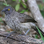 Arrow-marked Babbler