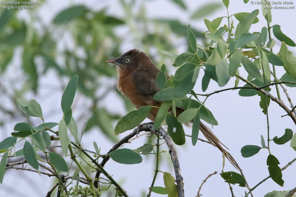 Rufous Chattereradult, identification