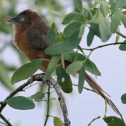 Rufous Chatterer