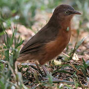 Rufous Chatterer