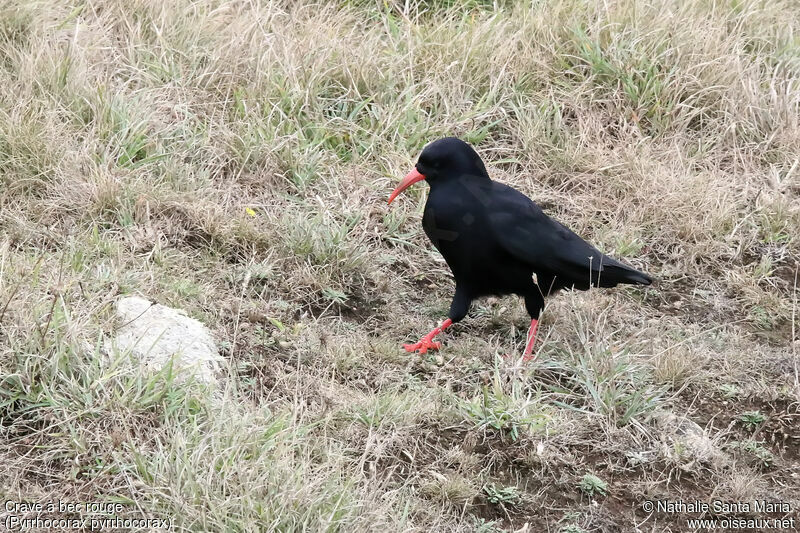 Red-billed Choughadult, walking