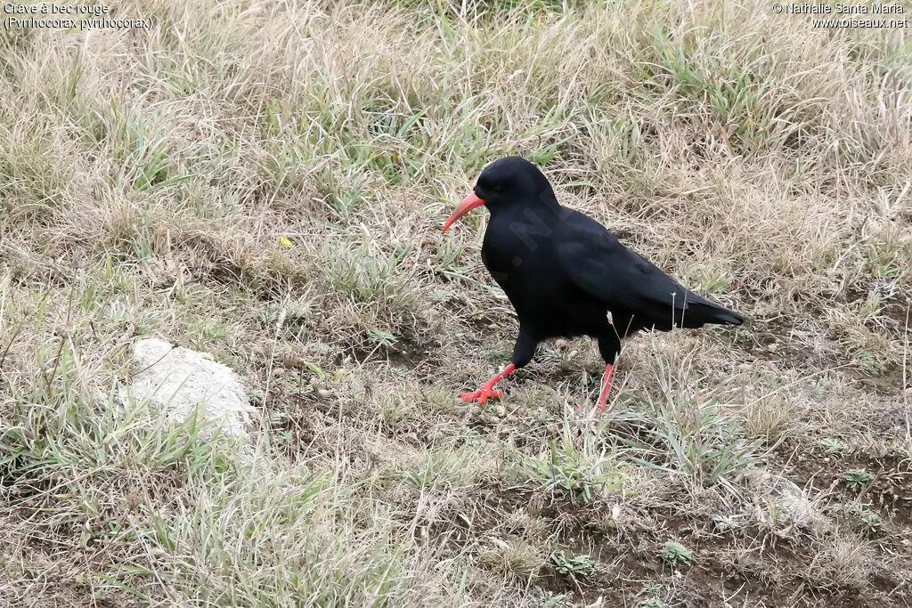 Red-billed Choughadult, walking