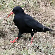 Red-billed Chough