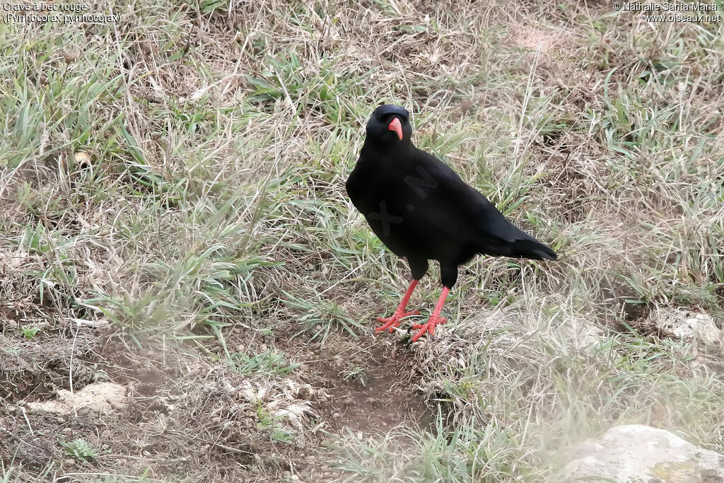 Red-billed Choughadult, identification