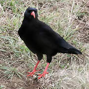 Red-billed Chough