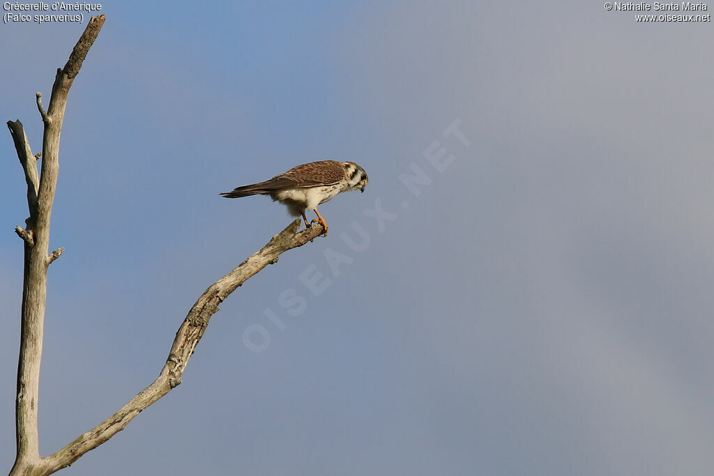 American Kestrel female adult, identification