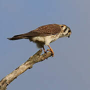 American Kestrel