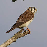 American Kestrel