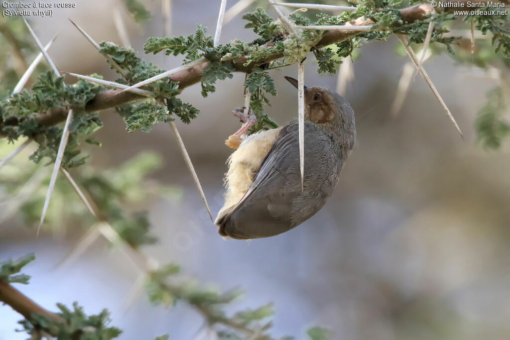 Red-faced Crombecadult, identification, habitat