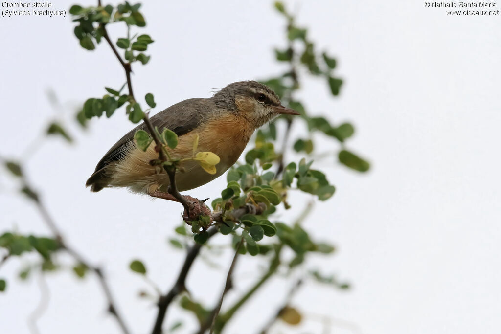 Crombec sittelleadulte, identification, habitat