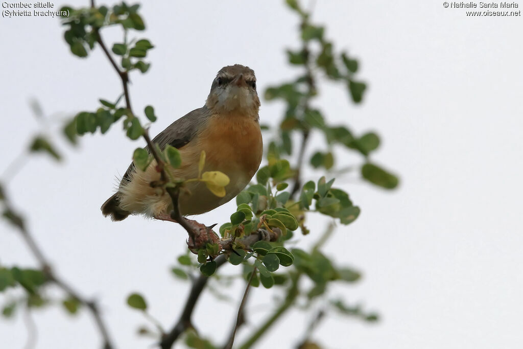 Northern Crombecadult, identification, habitat