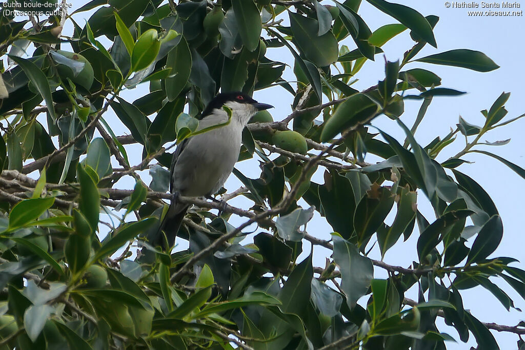 Black-backed Puffback male adult, habitat