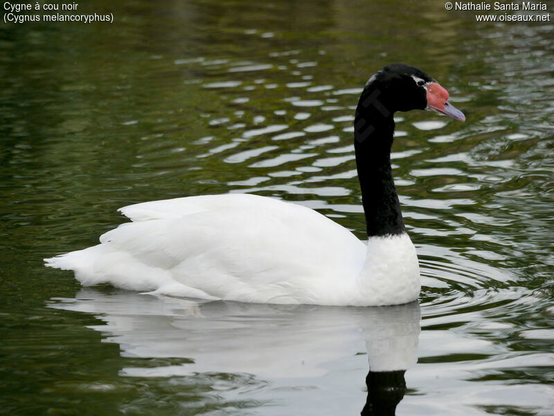 Black-necked Swanadult, identification, swimming, Behaviour
