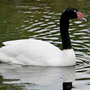 Black-necked Swan