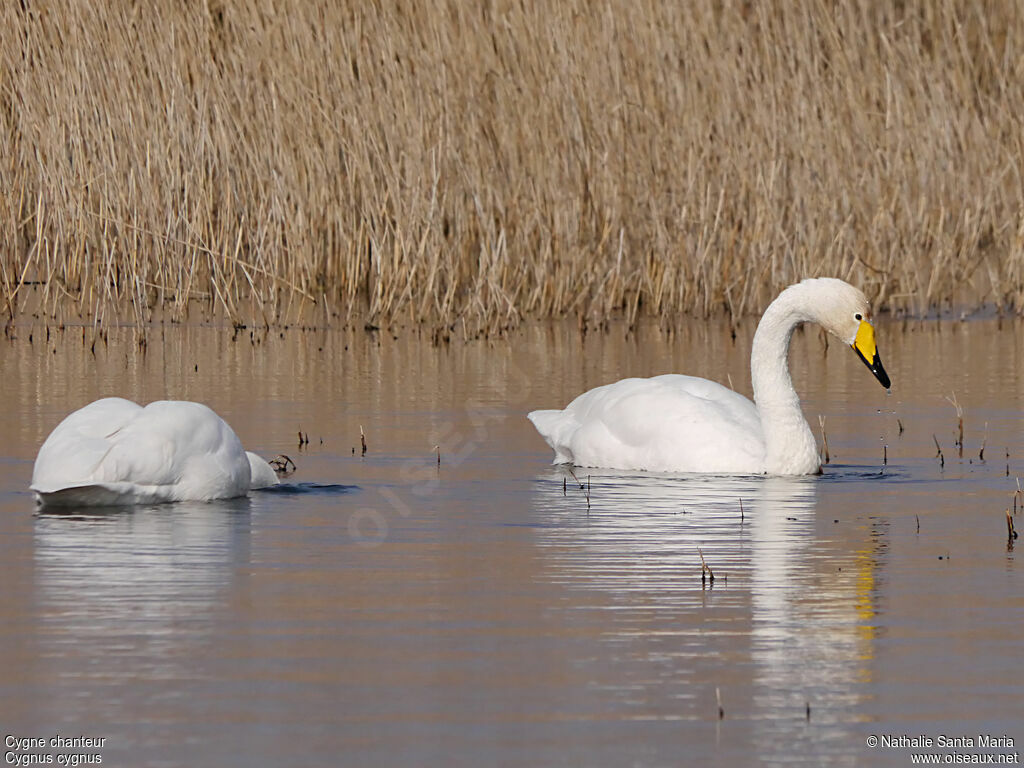 Whooper Swanadult, swimming